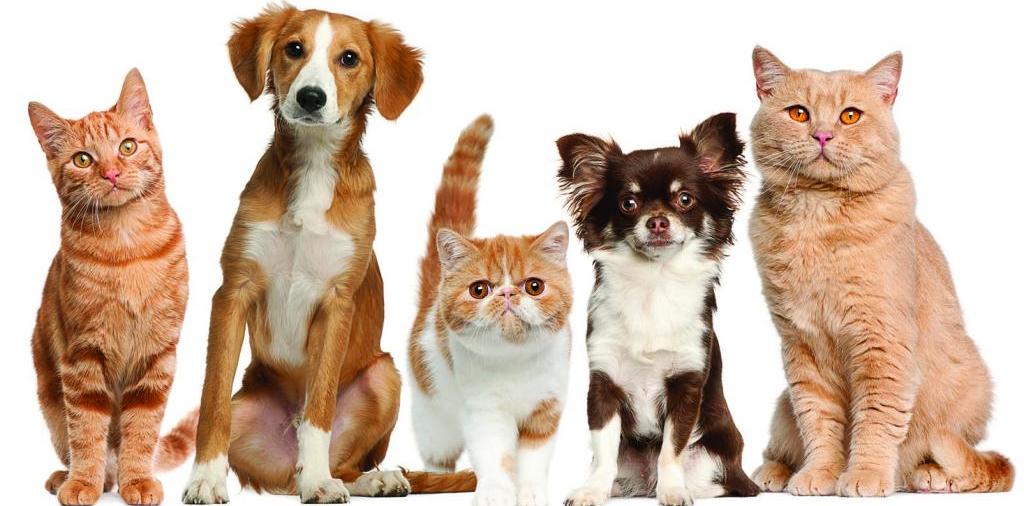 Доска объявлений о животных | ЗооТом - продажа, вязка и услуги для животных в Фрязино