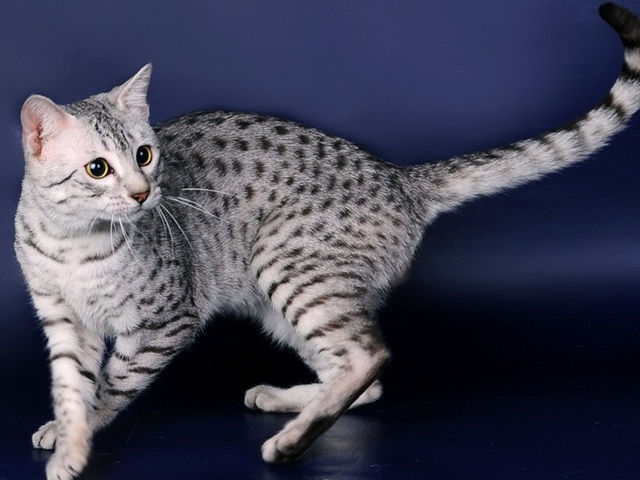 Породы кошек в Фрязино | ЗооТом портал о животных