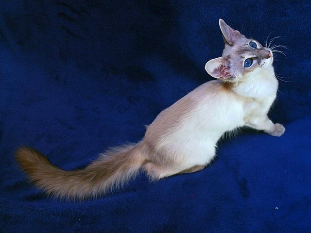 Выведенные породы кошек в Фрязино | ЗооТом портал о животных