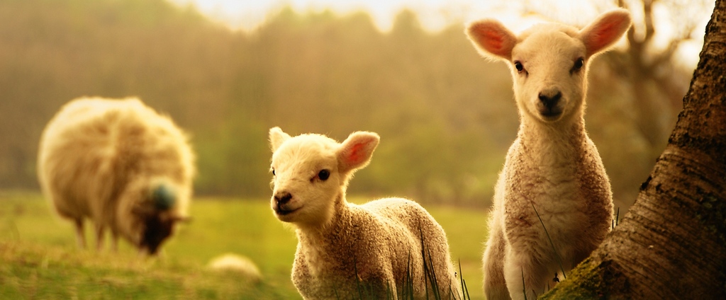 Объявления о сельскохозяйственных животных | ЗооТом - продажа, вязка и услуги для животных в Фрязино