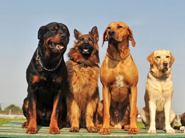 Крупные породы собак в Фрязино | ЗооТом портал о животных
